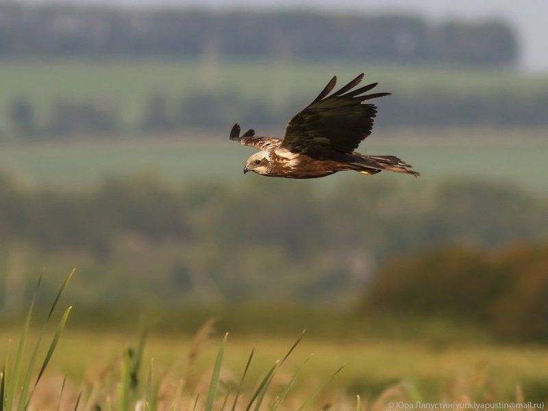 Лунь, Охота, Полёт Болотный лунь на охоте. фото превью