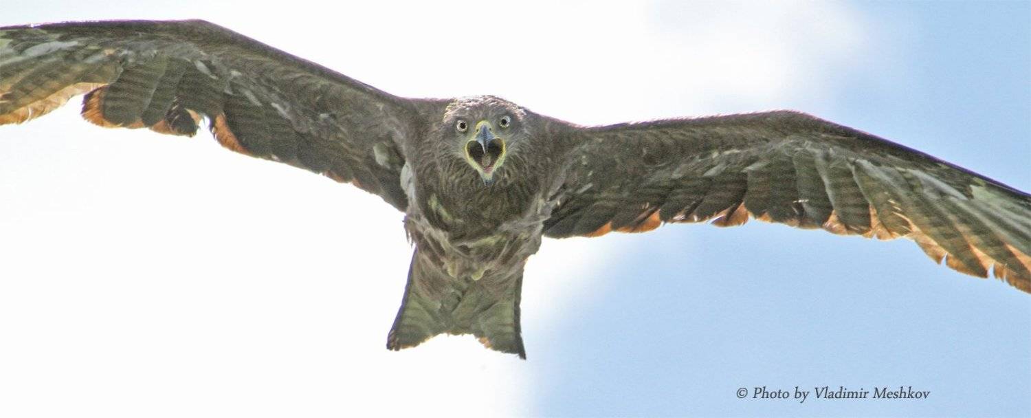 , &copy; =Vladimir Meshkov=