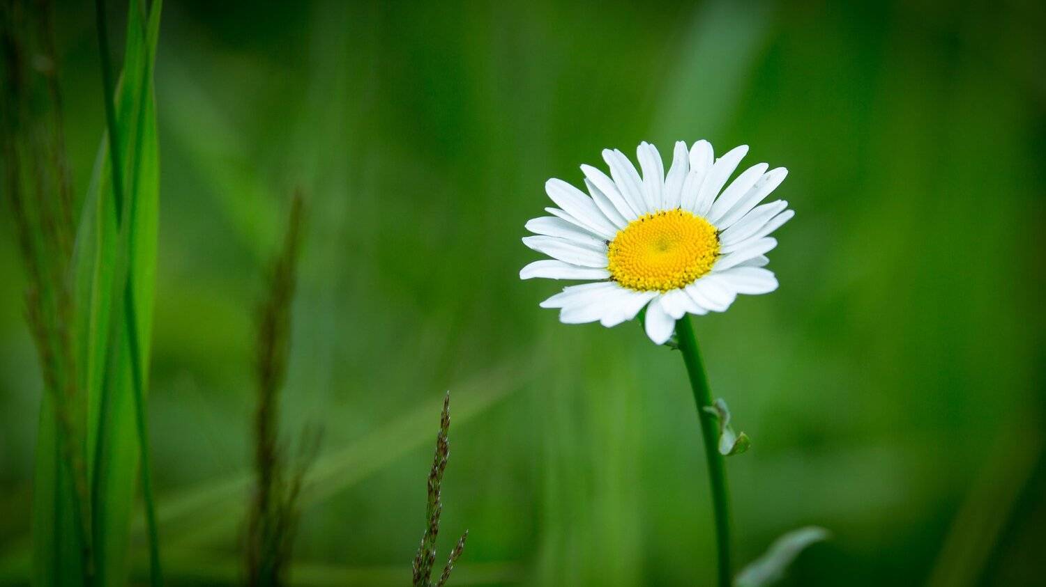 цветы, ромашка, трава, зеленое, Сухарь Александр