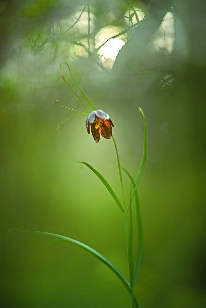 рябчик русский, мультиэкспозиция, Evgeny Melnikov