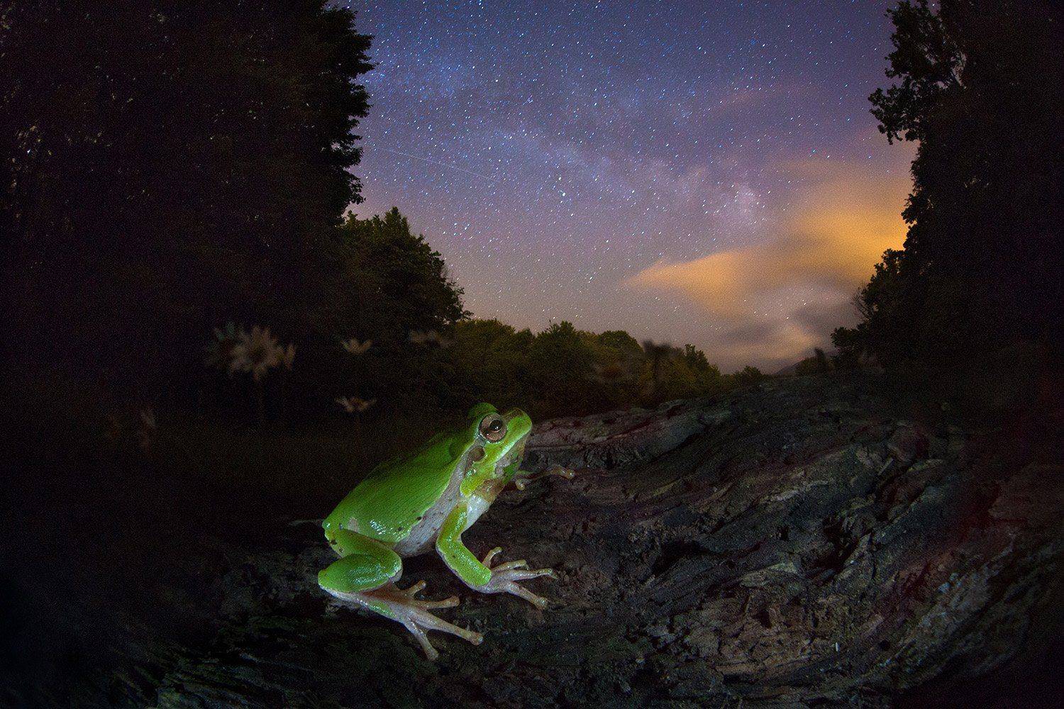 квакша, лягушка-древесница, ночь, ночная съемка, млечный путь, звезды,, Никифоров Егор