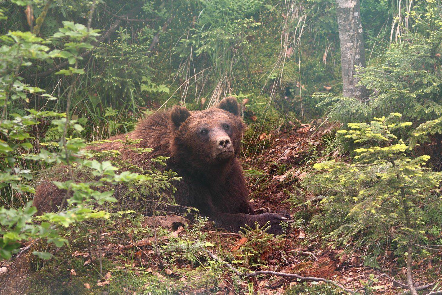 бурый, медведь, ursus, arctos, синевир, карпаты, Sergii Markov