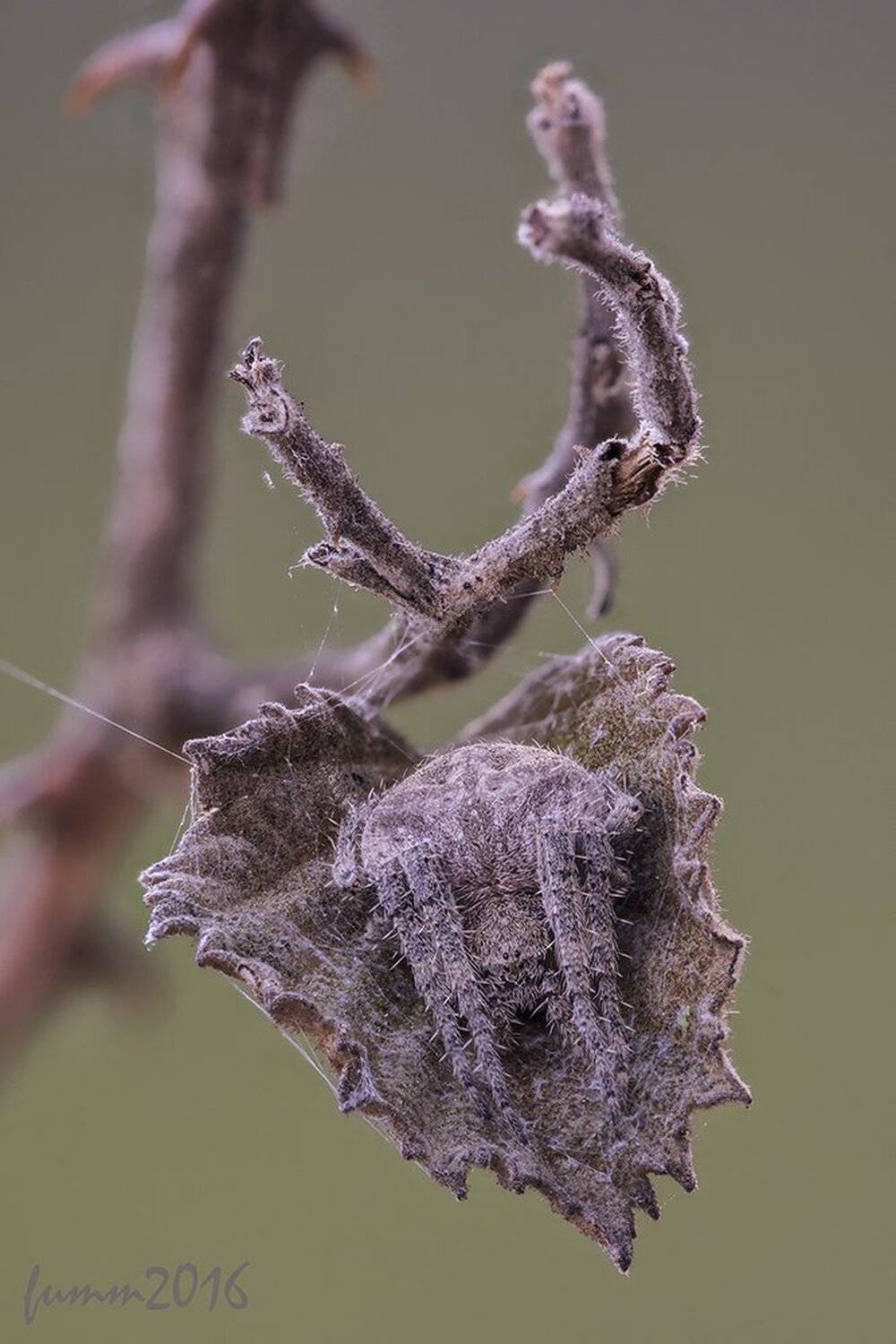 , Игорь ФУММ