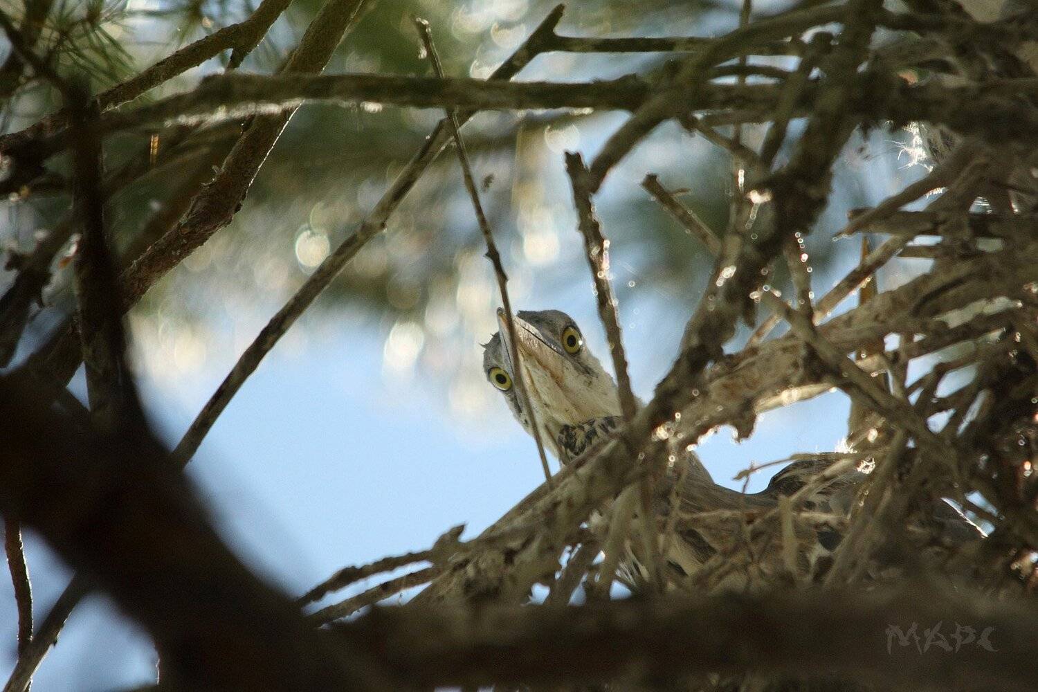, Шангареев Марс
