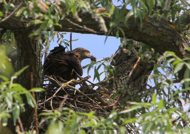 Самка. С добычей на гнезде. фото превью