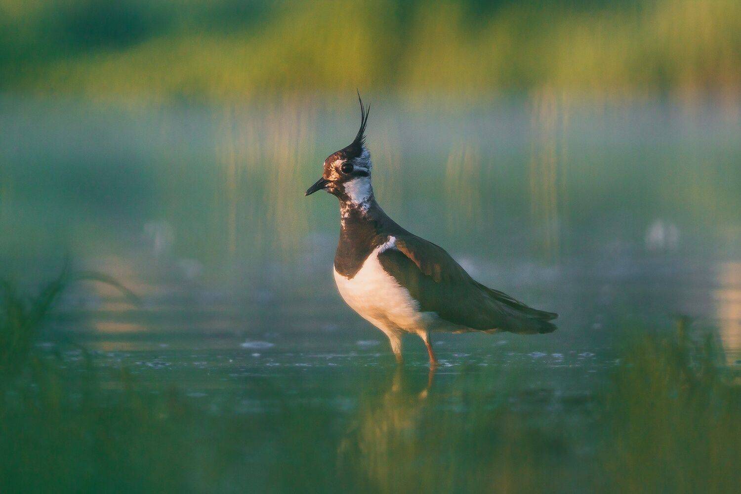 , Łukasz Sok&oacute;ł