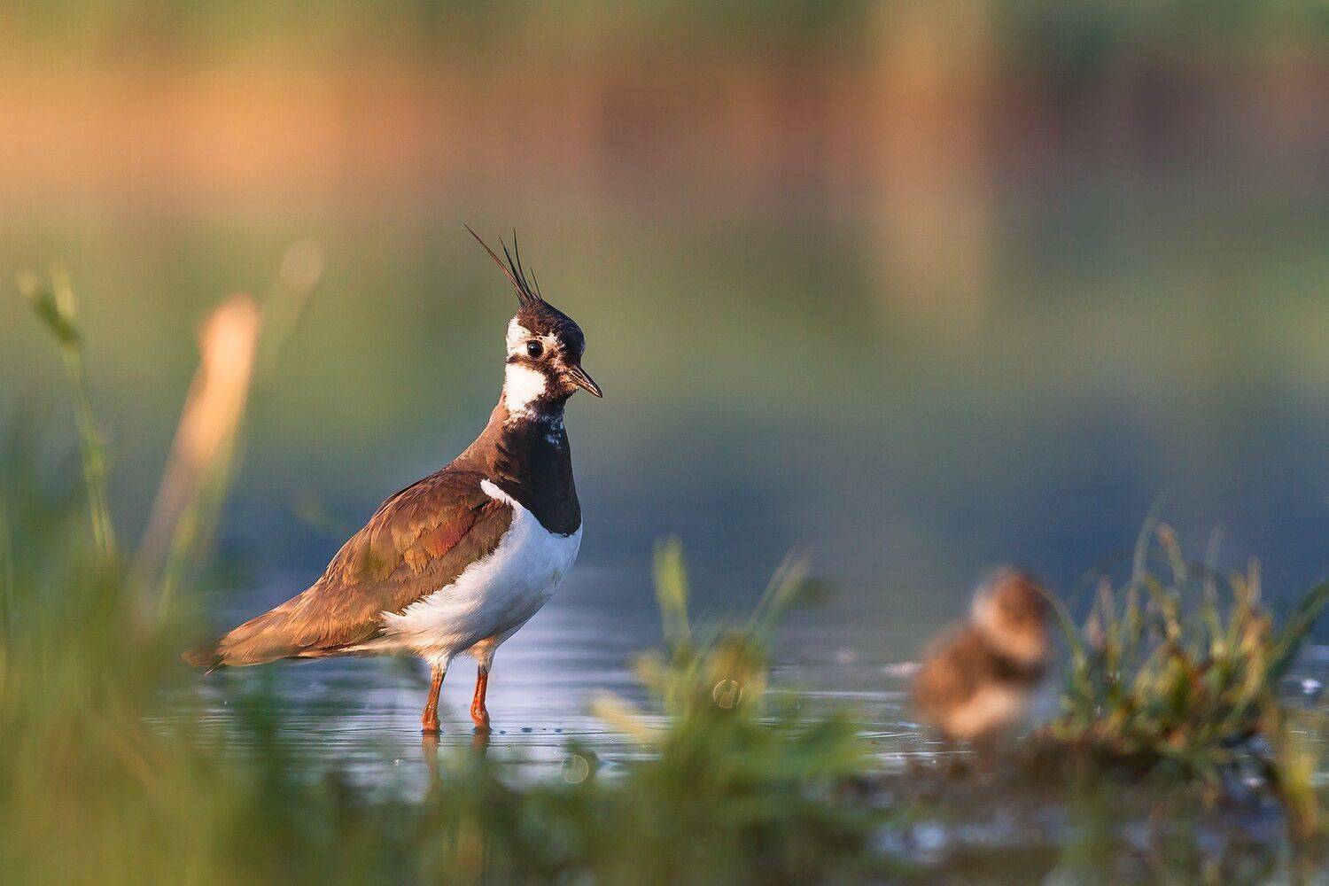 , Łukasz Sok&oacute;ł