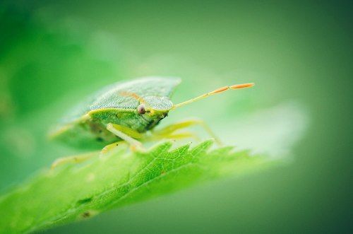 Green bug