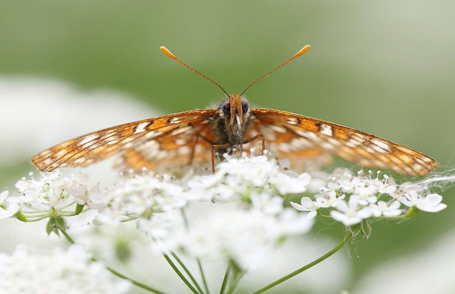 , Сергей Таланов