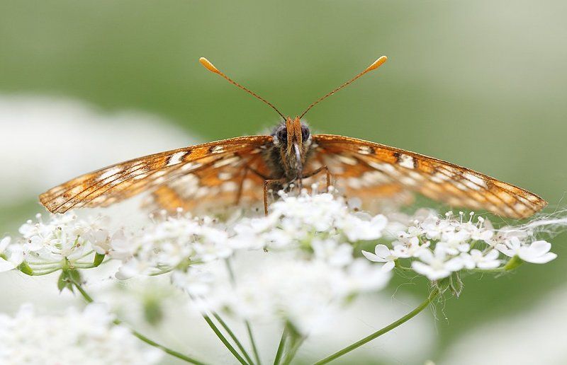 Июньский луг фото превью