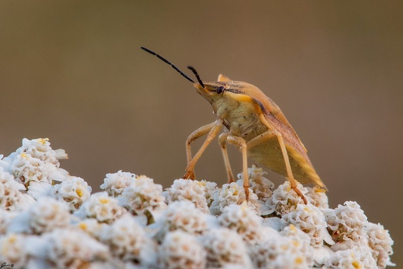 Insect, Macro, Makro, Nature, Wildlife Carpocoris purpureipennis фото превью