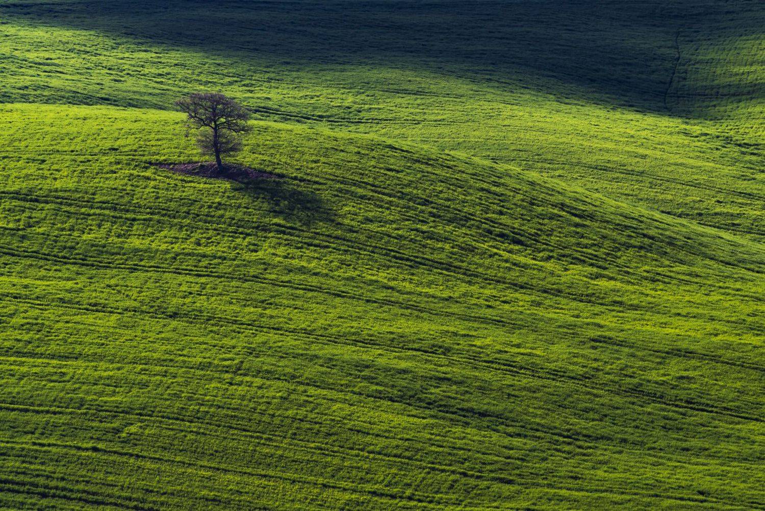 поля, холмы, пейзаж, италия, пейзаж, природа, дерево, тоскана, долина, Дмитрий Старостенков