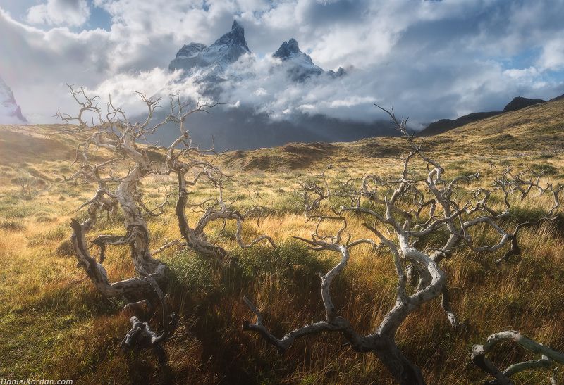 The dead forest