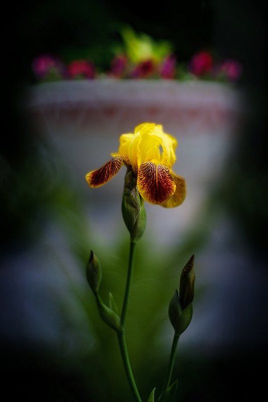 цветочная тема_2 фото превью