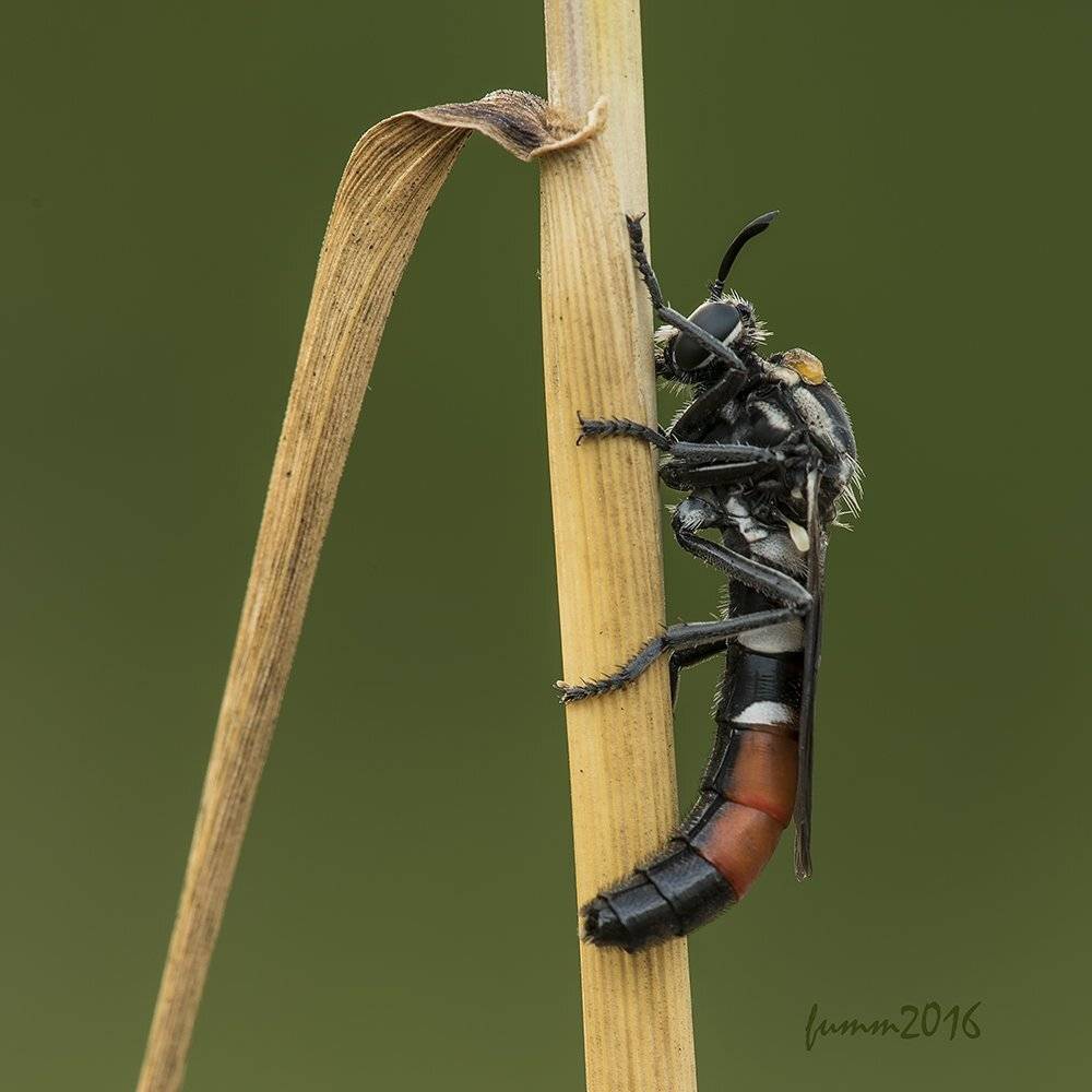 , Игорь ФУММ