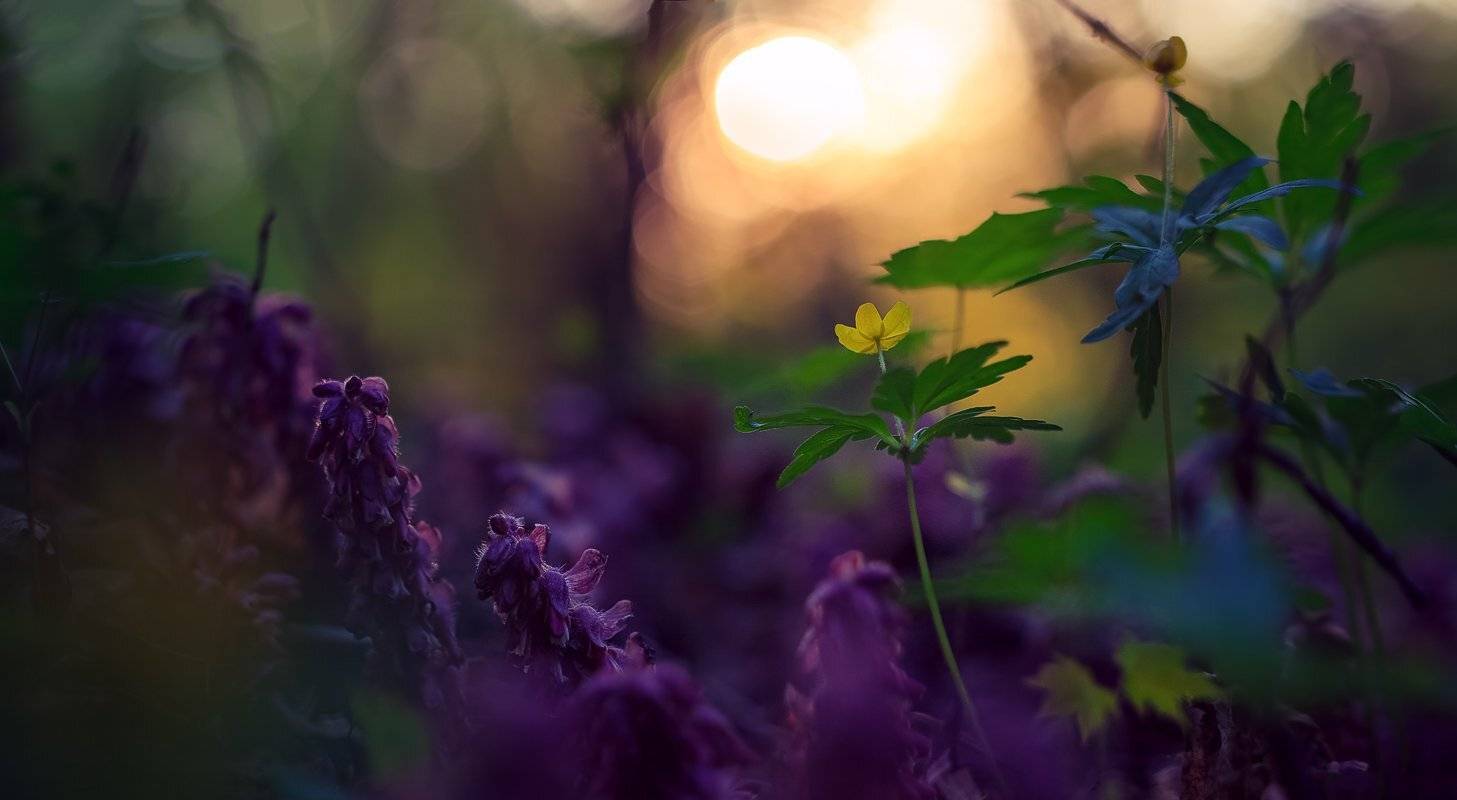 , Алексей Горохов