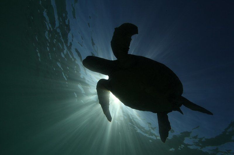 Черепаха Черепаха фото превью