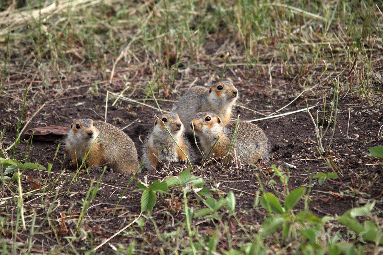 , Шангареев Марс