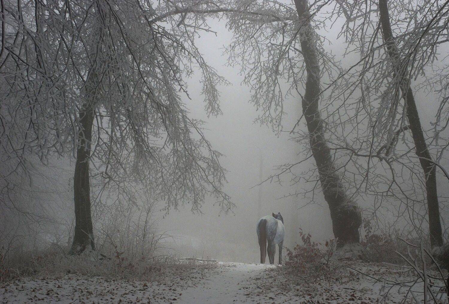 , Хасан Журтов