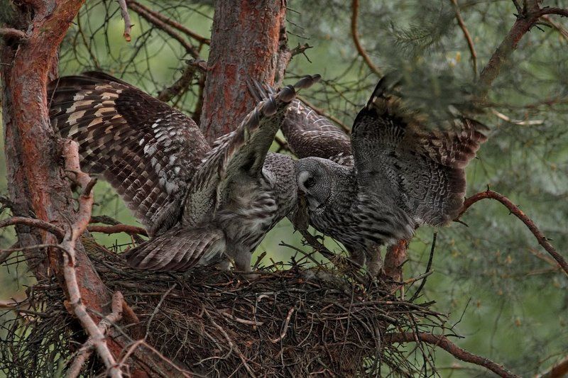 фото превью