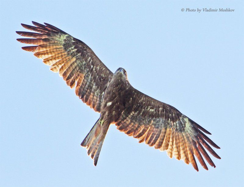 Коршун. Kite. (lat. Milvinae) фото превью