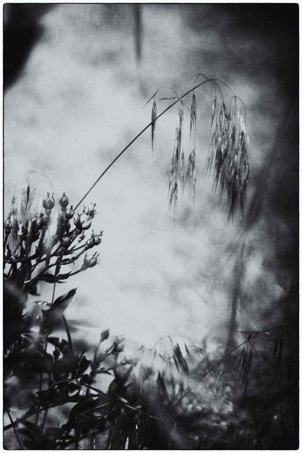 линии, пятна, природа, чб, valeko