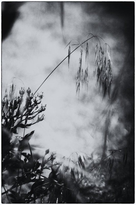 линии, пятна, природа, чб *** фото превью