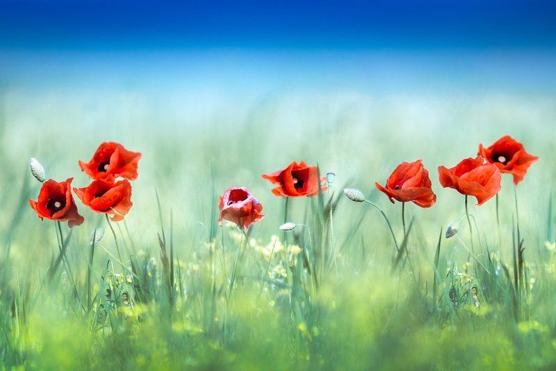 poppies,field,nature,мак Field of beauty фото превью