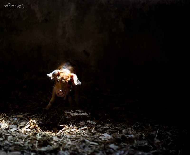 поросенок  фото превью