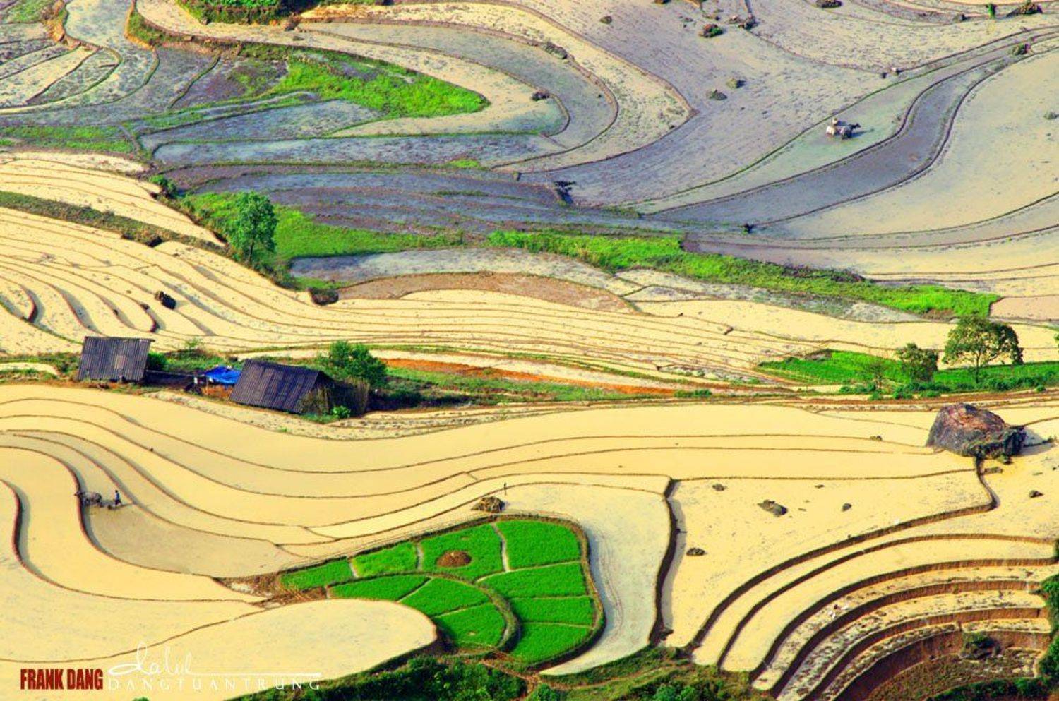 Dang Tuan Trung, Frank Dang, Frank Dang