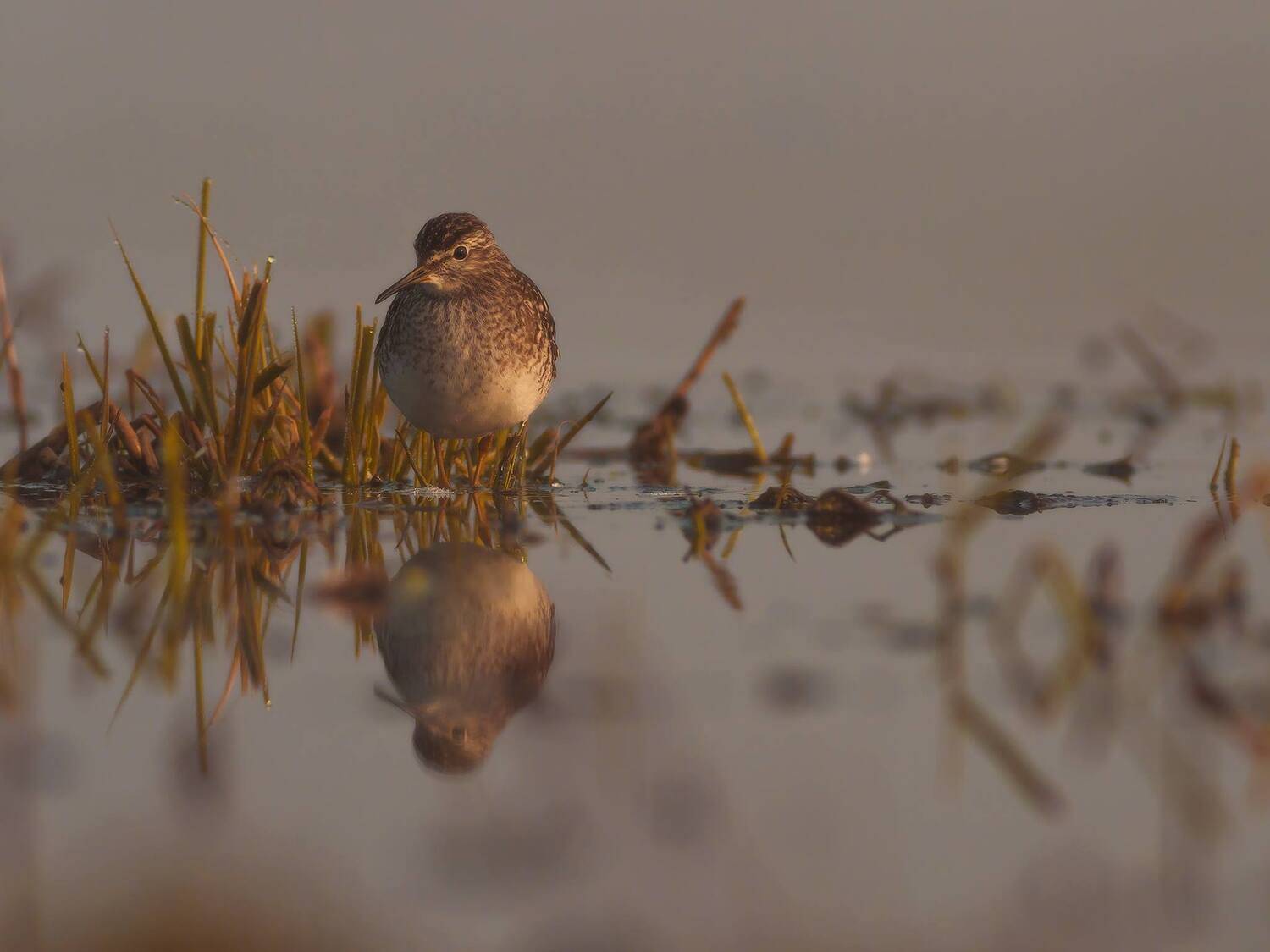 , Łukasz Sok&oacute;ł