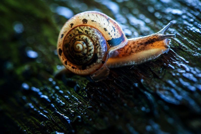 Улитка Уля фото превью