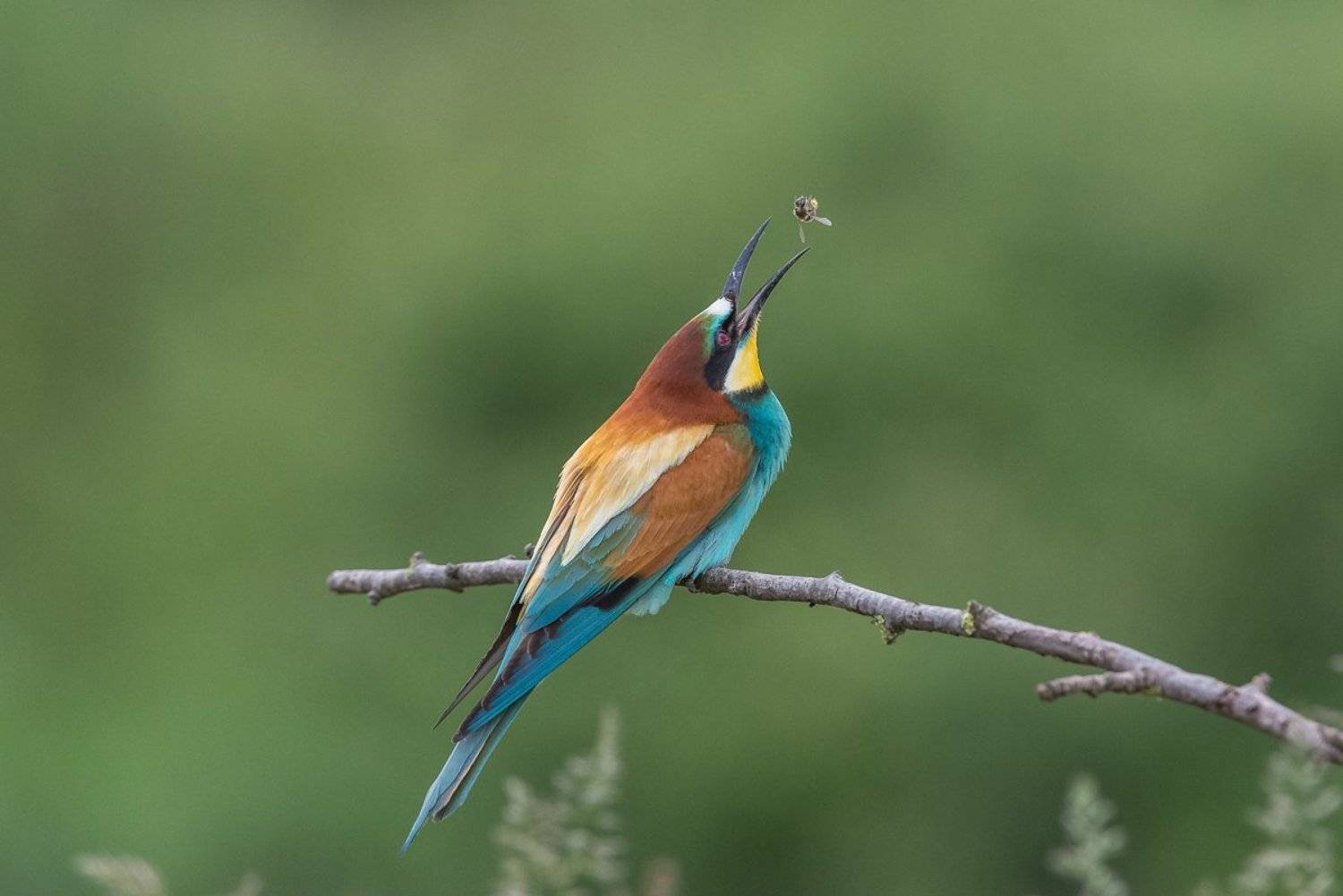 european bee-eater, aves, birds, merops apiaster, dominik chrzanowski wildlife photography, Dominik Chrzanowski