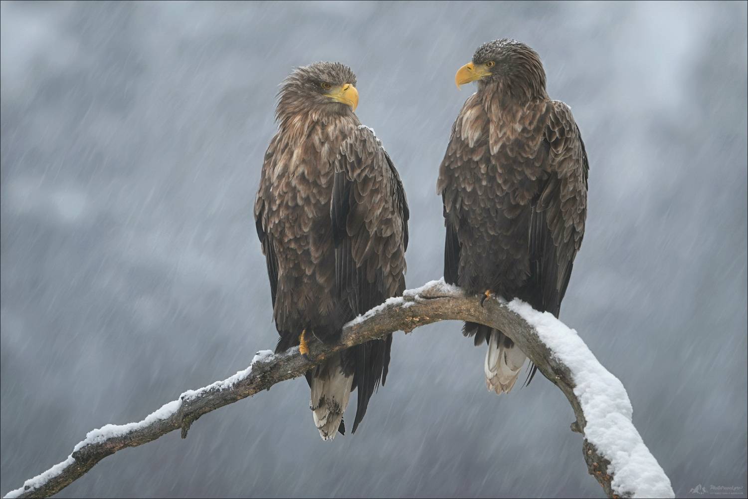 Орлан, орлан-белохвост, красный бор, Фототур в Красный Бор, Беларусь, Фототур съемка волков , Влад Соколовский