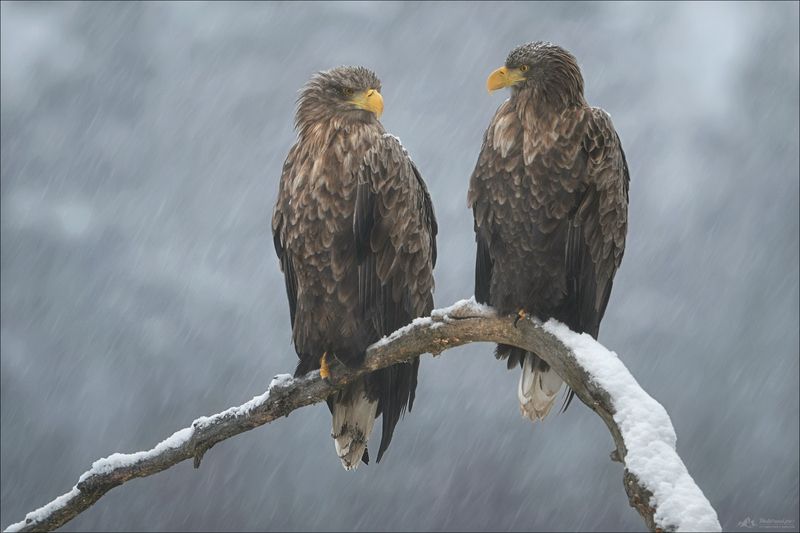 Орлан, орлан-белохвост, красный бор, Фототур в Красный Бор, Беларусь, Фототур съемка волков  ДУЭТ фото превью