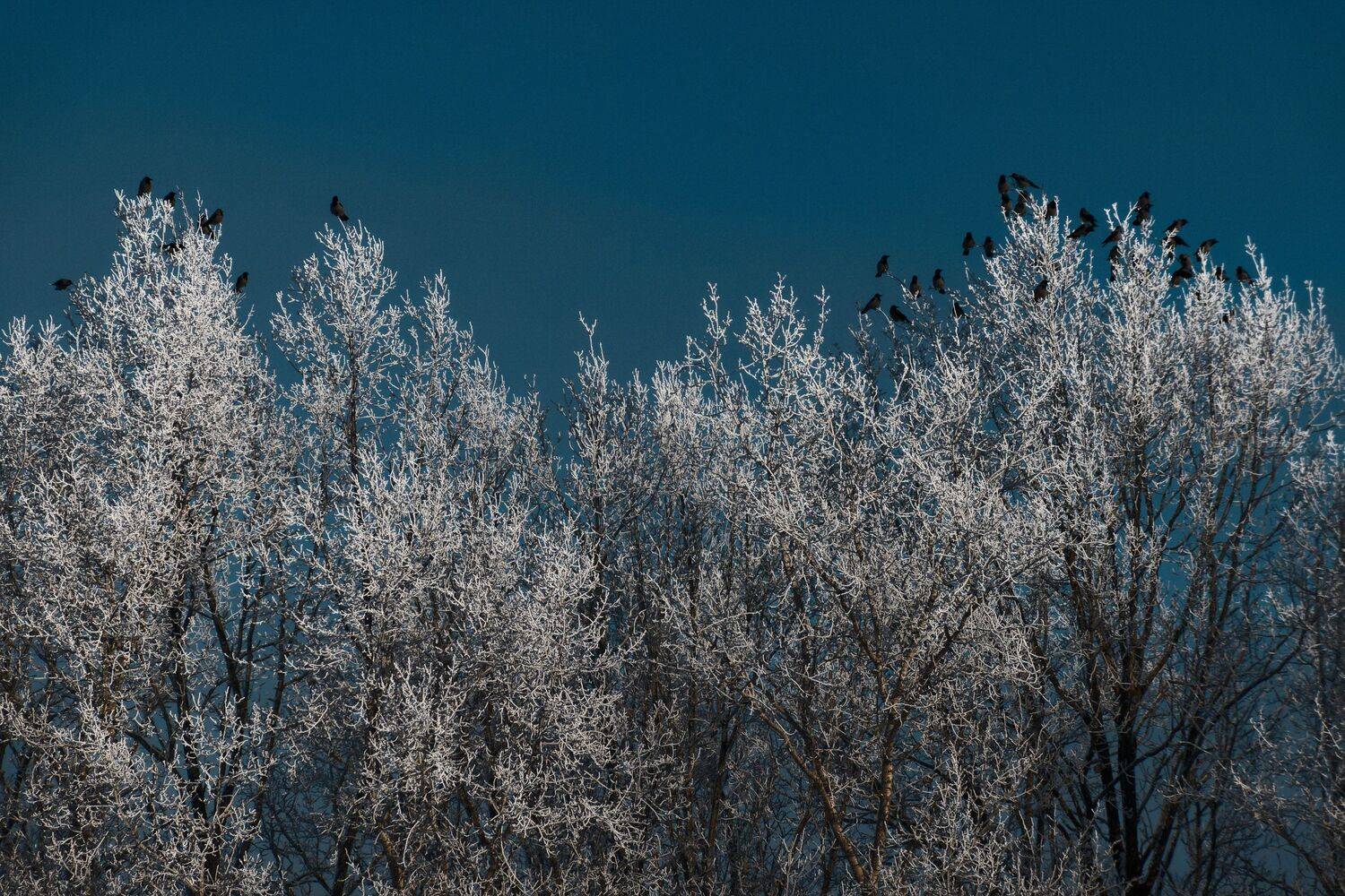 , Какоткин Роман