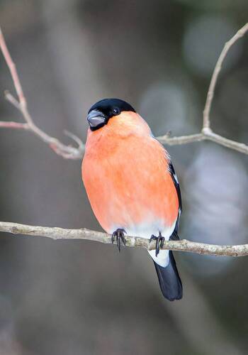 Снегирь (Pyrrhula pyrrhula)