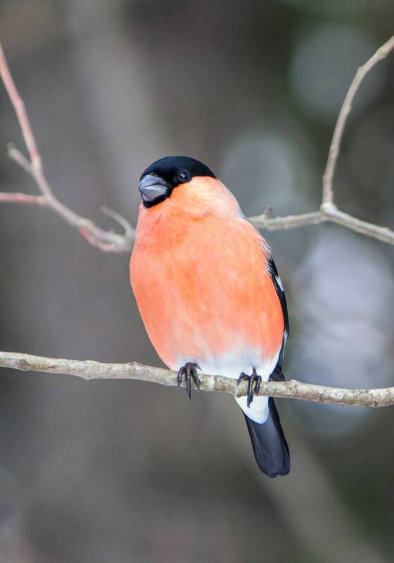 Снегирь (Pyrrhula pyrrhula) фото превью