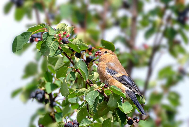 Вкусные ягоды. фото превью