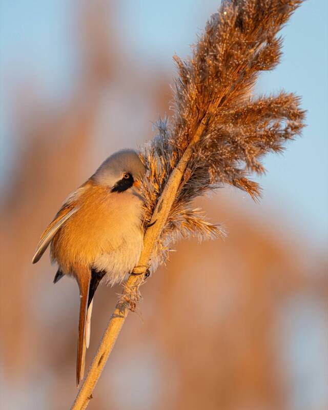 Рассветные лучи фото превью
