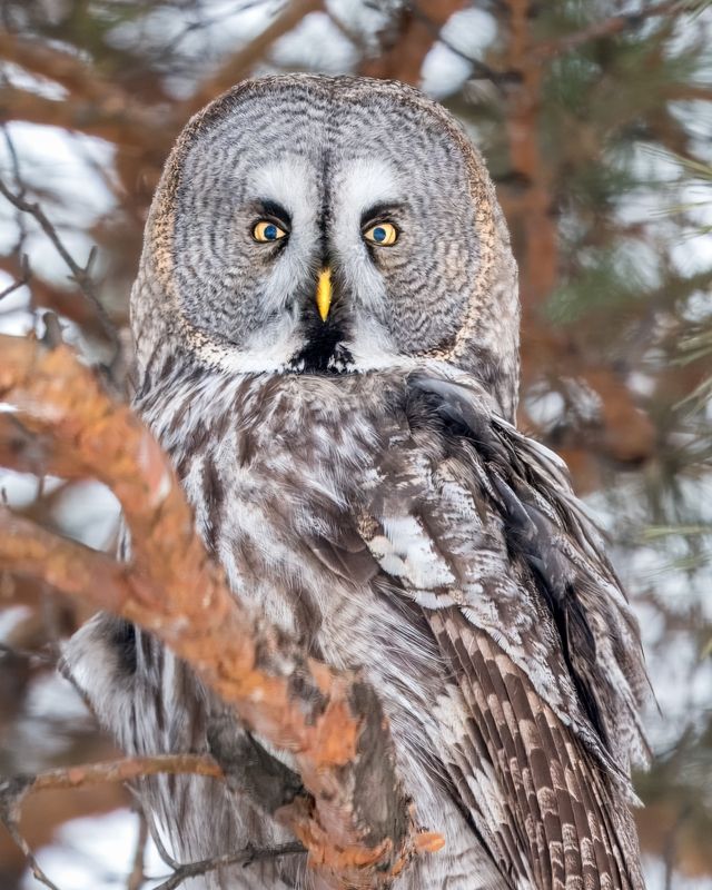 неясыть, бородатая неясыть, птицы сибири, совы, бердвочинг Сонная совушка) фото превью