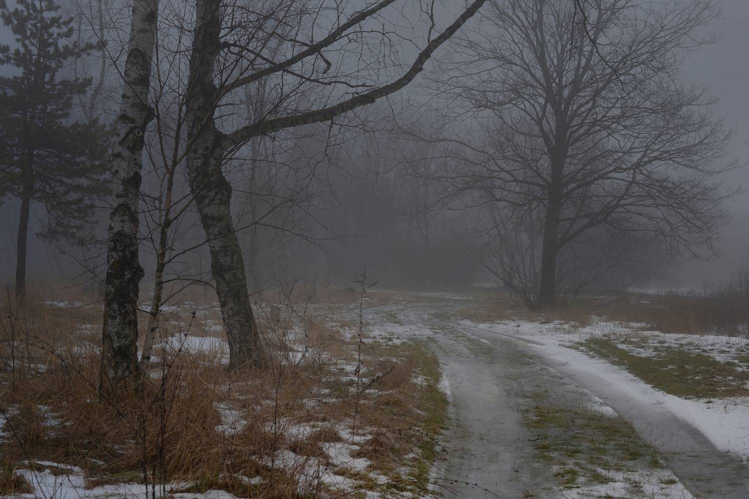 зима, туман, лес, утро, Александр Жарников