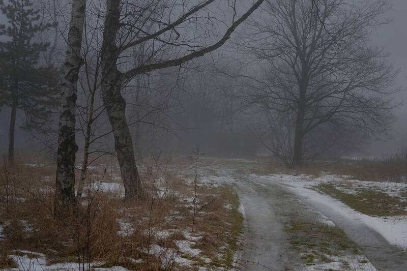 зима, туман, лес, утро Оттепель фото превью