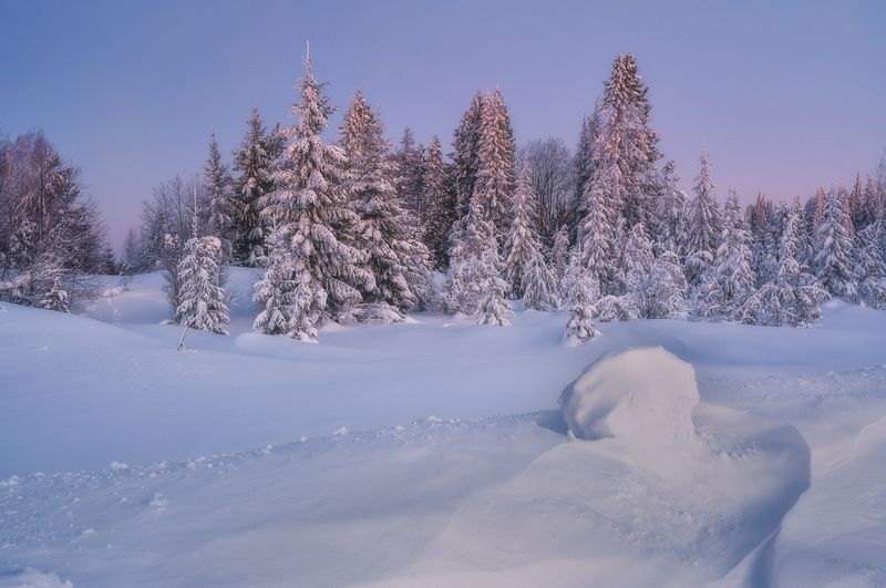 Утро у опушки зимнего леса фото превью