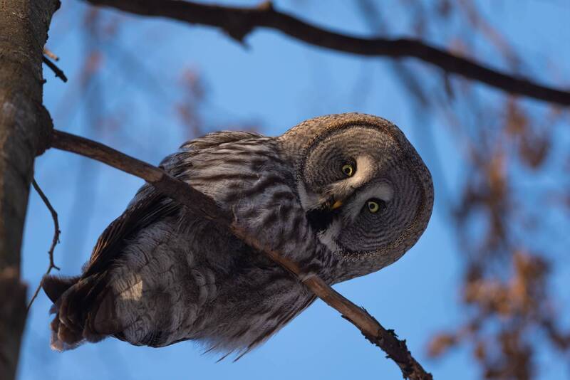 неясыть, бородатая неясыть, сова, совы, птицы, птица, новосибирск, зима, январь, лес, бор, фотоохота Охотник фото превью