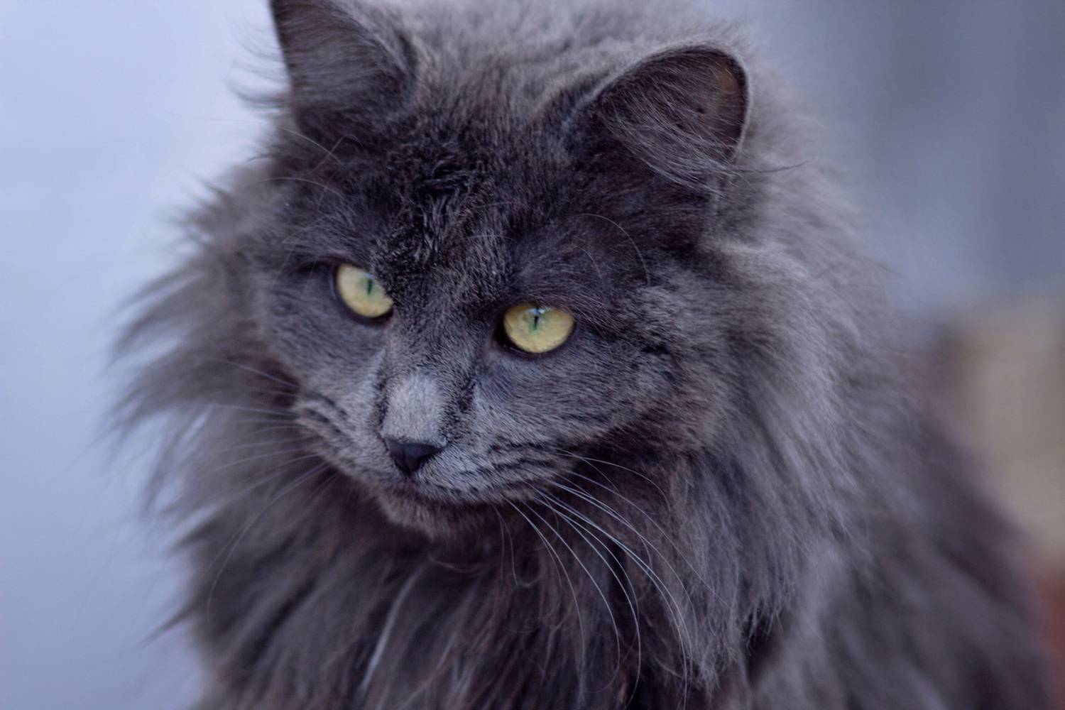 дворовый, кот, Александр Канцур