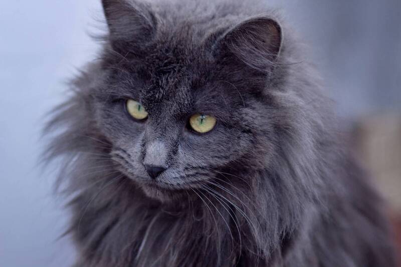 дворовый, кот портрет Нибелунга фото превью