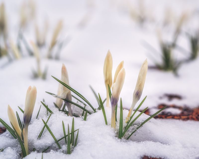 Крокусы фото превью