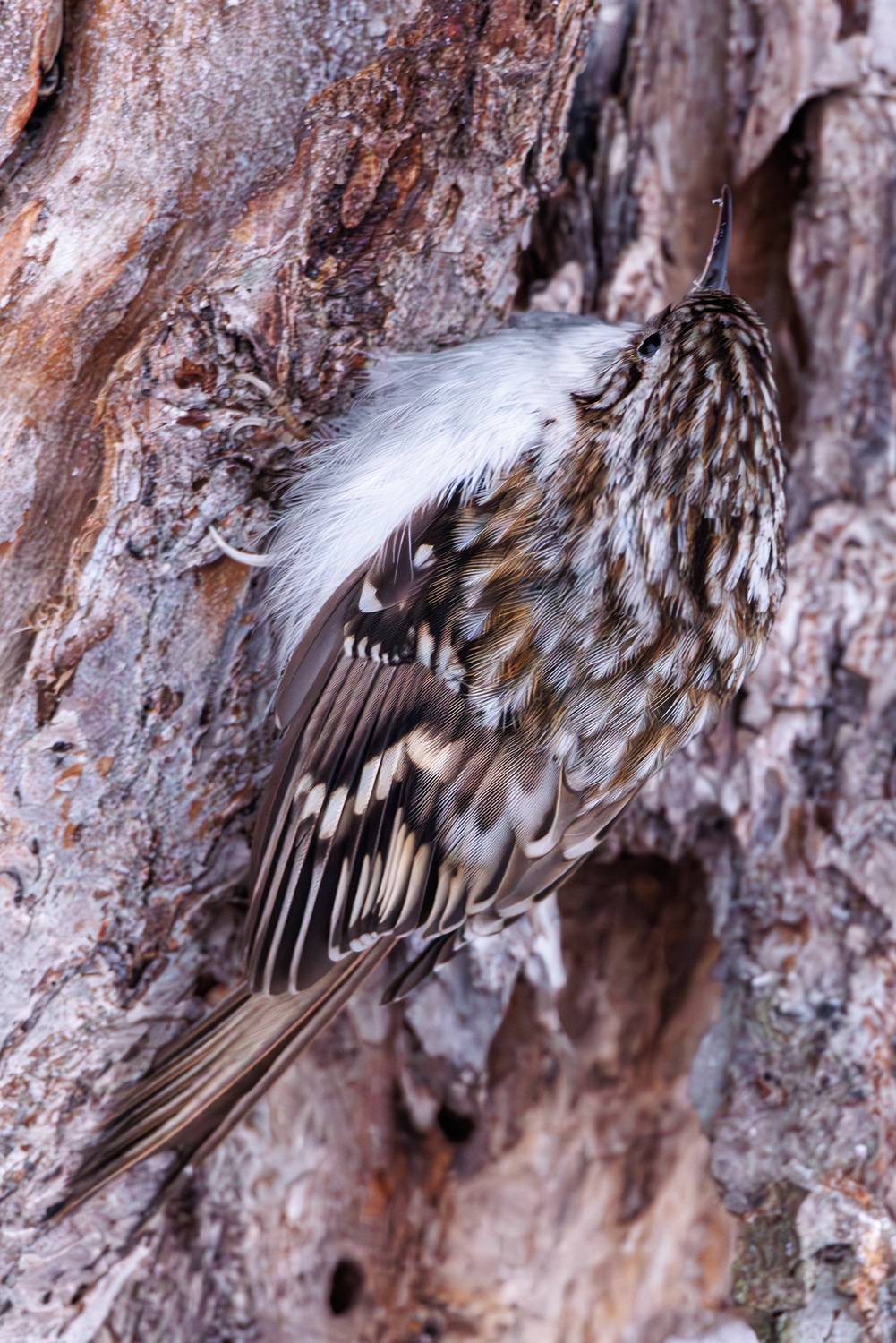 , Морозов Сергей