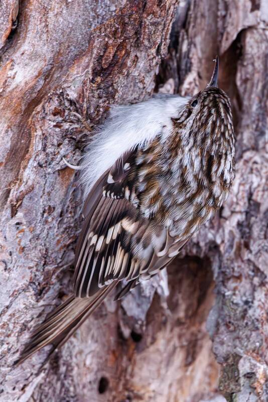 Пищуха обыкновенная фото превью